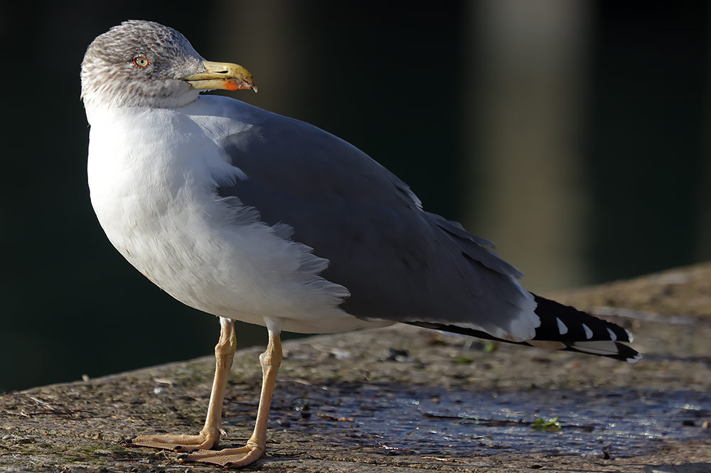 Azorean gull